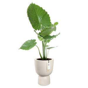Elho Amber Coupe bloempot Ø35 cm Linen White