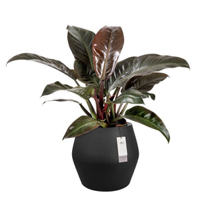 Elho June Split Low bloempot Ø46 cm Zwart