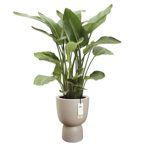 Elho Amber Coupe bloempot Ø35 cm Balanced Beige