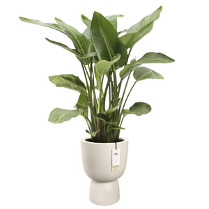 Elho Amber Coupe bloempot Ø35 cm Linen White