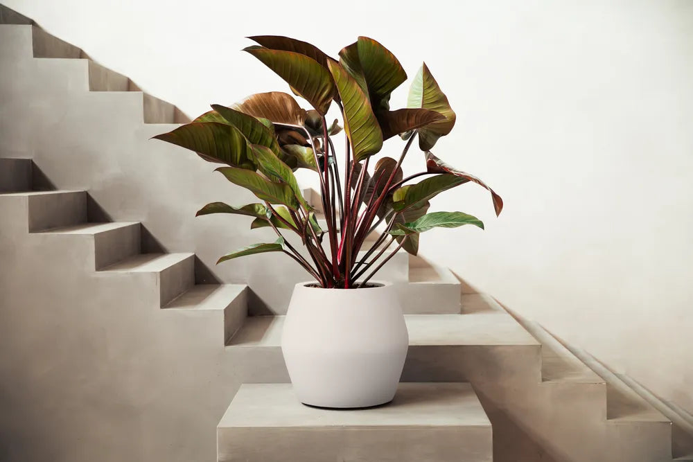 Elho June Split Low bloempot Ø46 cm Linnen White