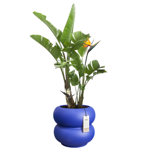 Elho Amber Roll Low bloempot Ø43 cm Royal Blue