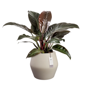 Elho June Split Low bloempot Ø46 cm Balanced Beige